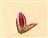  Spikelet (1-flowered)